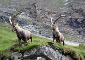 Dolomites chamois(1)